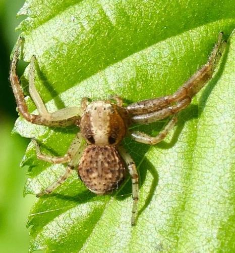 Réf. 341 919 : Xysticus lanio
